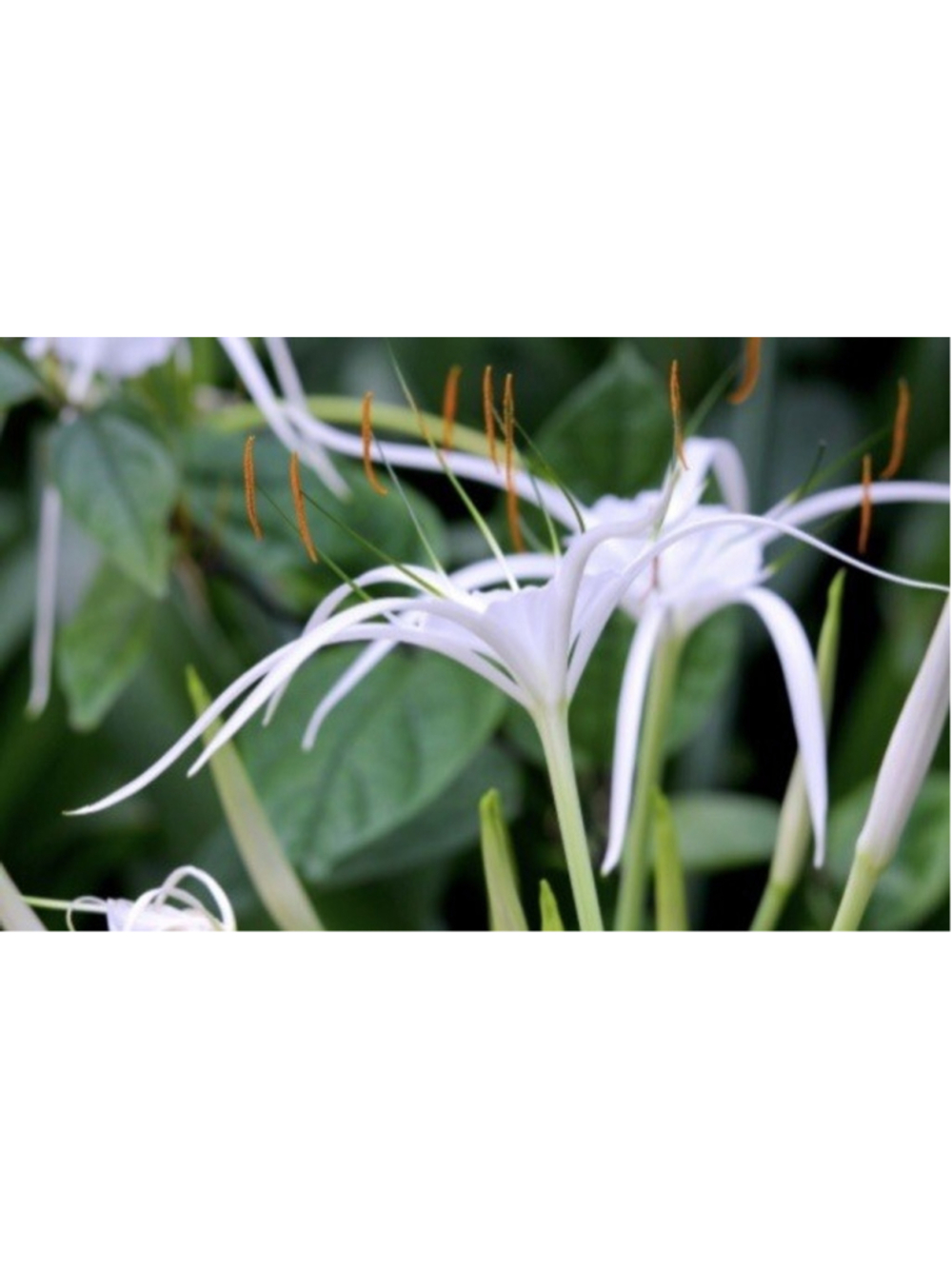 30 Bulbs NO Foliage BEACH SPIDER LILY BULBS (Hymenocallis Littoralis) POLLINATOR - Picture 5 of 6